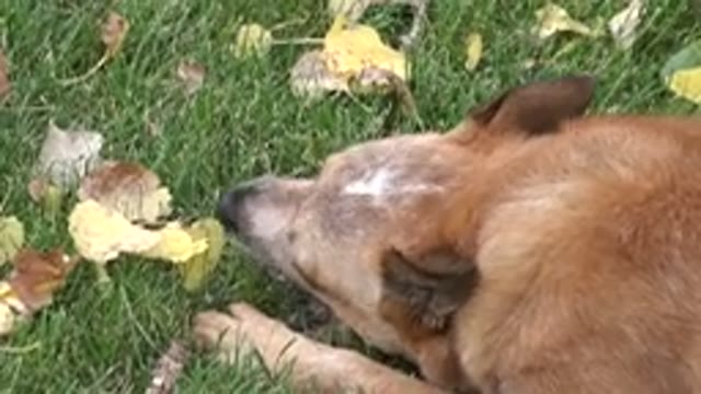 WESTMINSTER COLORADO-2015: Dog Won A Reward Bone And Is Eating In His Backyard
