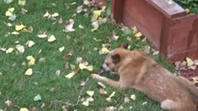 WESTMINSTER COLORADO-2015: The Little Dog Chewed The Brown Stick In The Garden