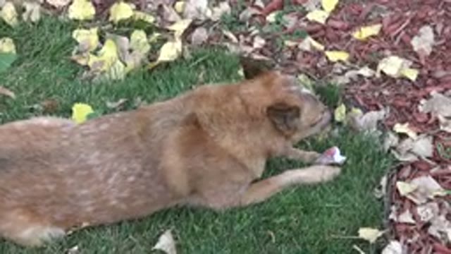 WESTMINSTER COLORADO-2015: Tan Colored Medium Sized Dog Chews On Treat Lying On Grass