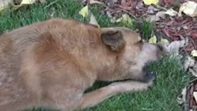 WESTMINSTER COLORADO-2015: A Dog Relaxing In The Grass Vigorously Chewing On An Object