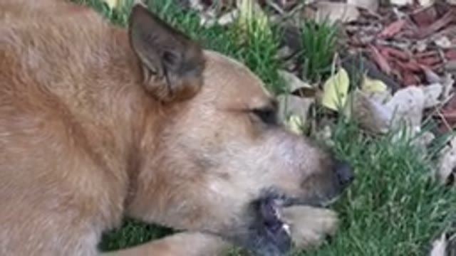 WESTMINSTER COLORADO-2015: Dog In The Home Garden Taking The Opportunity To Chew Bone