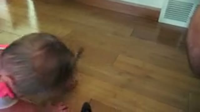 WESTMINSTER COLORADO-2015: Baby Playing With Cute Dogs In Home