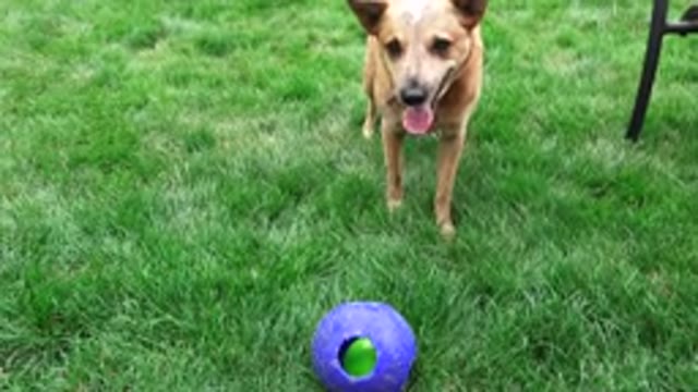 BROOMFIELD COLORADO-2015: Dog Playing With Ball In Backyard