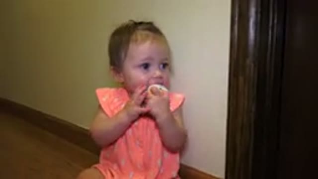 BROOMFIELD COLORADO-2015: Tabby Cat Eating or Playing with a Ball