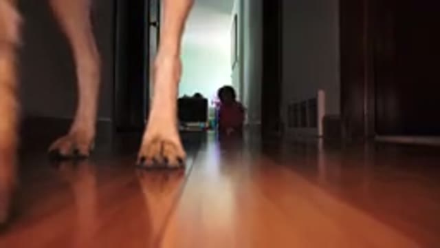 BROOMFIELD COLORADO-2015: Baby Learning To Crawl By Going After His Dog Indoors