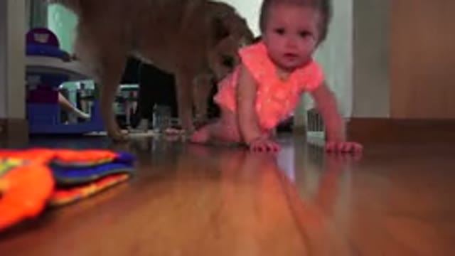 BROOMFIELD COLORADO-2015: Child And Dog Playing In The Home Room And Learning To