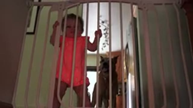 BROOMFIELD COLORADO-2015: The Dog Watches Over The Baby For Its Safety