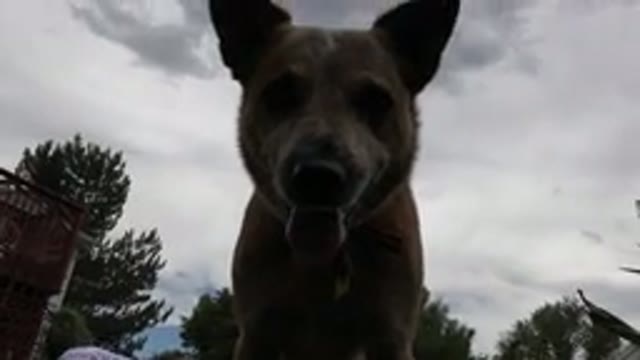 WESTMINSTER COLORADO-2015: Cute Panting Dog Smiles Down At Its Owner While In