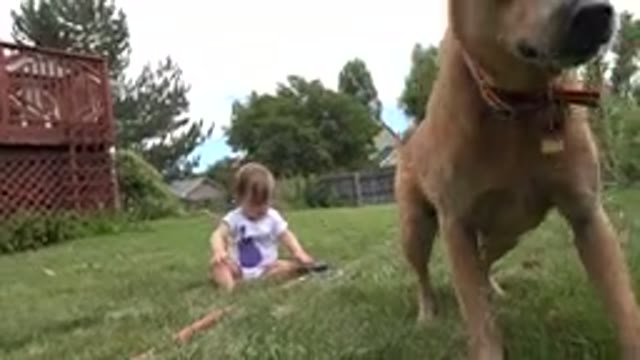 WESTMINSTER COLORADO-2015: Child Sitting in Backyard with Dog Playing