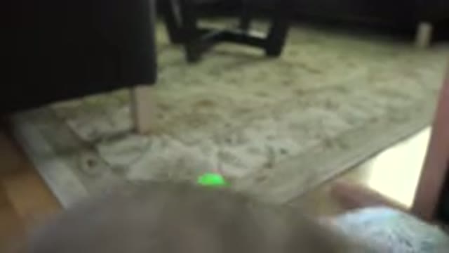 WESTMINSTER COLORADO-2015: Dog Ignores Lime Green Toy On Carpet While Child Plays