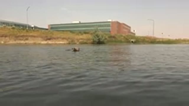 HIDDEN LAKE COLORADO-2015: Brown Dog Swimming In Lake On A Clear Day