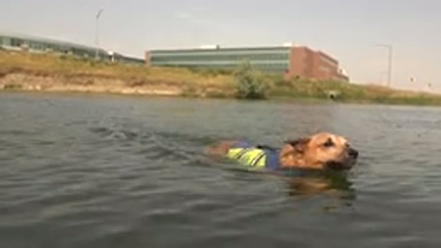 HIDDEN LAKE COLORADO-2015: A Dog Swimming In The Water To Get To A Boat