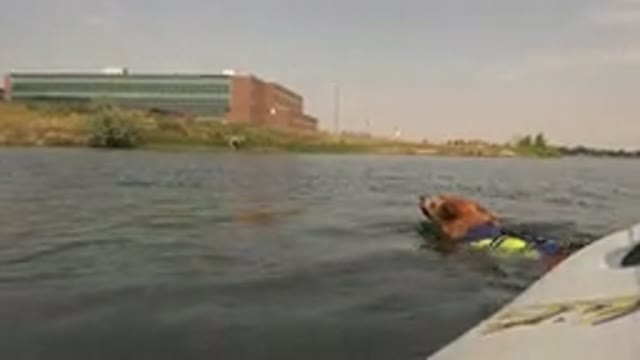 HIDDEN LAKE COLORADO-2015: A Brown Dog In A Body Of Water Starts To Swim