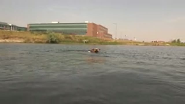 HIDDEN LAKE COLORADO-2015: Dog Wimping in Front of Building on a Windy Day