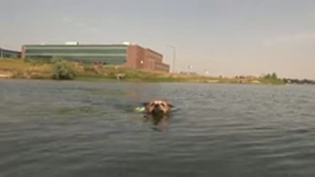 HIDDEN LAKE COLORADO-2015: Dog Using Vest Swimming In A Body Of Water With