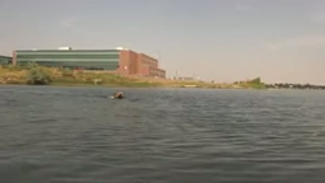 HIDDEN LAKE COLORADO-2015: Tan Colored Medium Sized Dog Swims In Body Of Water