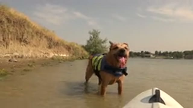 HIDDEN LAKE COLORADO-2015: A Small Dog Playing In A River Or Stream Of Water