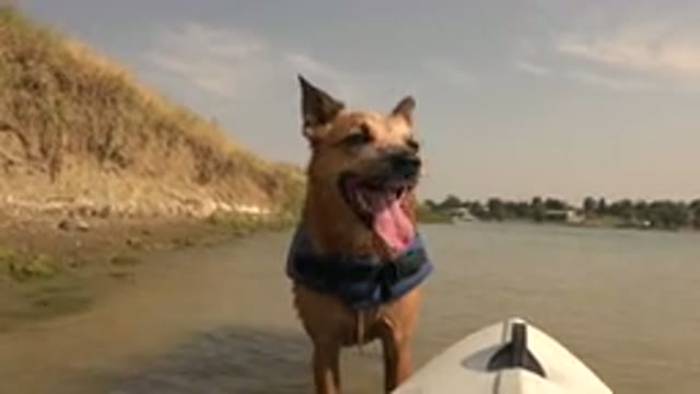 HIDDEN LAKE COLORADO-2015: Dog In The Water The Banks Of The River With Blue