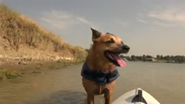 HIDDEN LAKE COLORADO-2015: Dog Enjoying A Day On The River