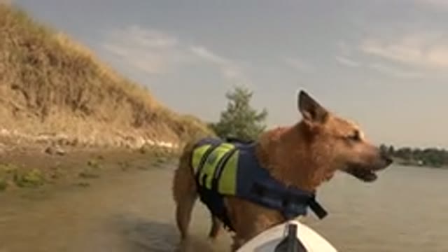 HIDDEN LAKE COLORADO-2015: A Brown Cute Dog At A River Bank Standing Behind A