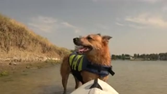 HIDDEN LAKE COLORADO-2015: Dog With Life Jacket Drying Himself After Entering