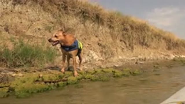 HIDDEN LAKE COLORADO-2015: Wet Dog Shaking Off Water Beside A River