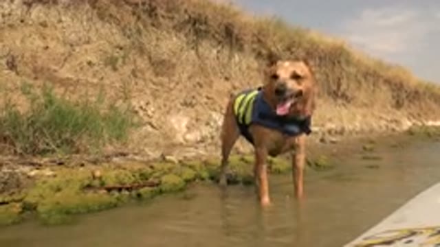 HIDDEN LAKE COLORADO-2015: Cute Brown Dog At The River Bank Sticking Its Tongue