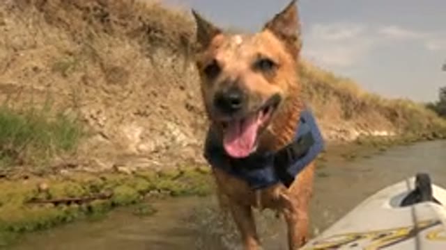 HIDDEN LAKE COLORADO-2015: Wet Dog With Vest Walking Towards Camera Person In A
