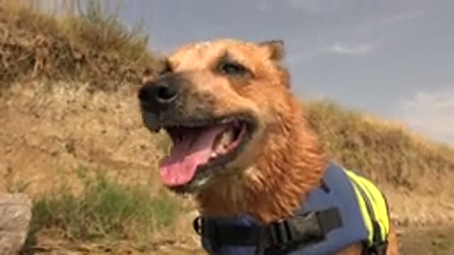 HIDDEN LAKE COLORADO-2015: Tired Yellow Dog in Rescue Outfit Wandering in Dry Landscape