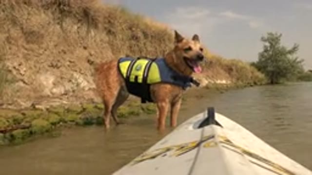HIDDEN LAKE COLORADO-2015: A Happy Dog Stares At The Camera As He Stands In A