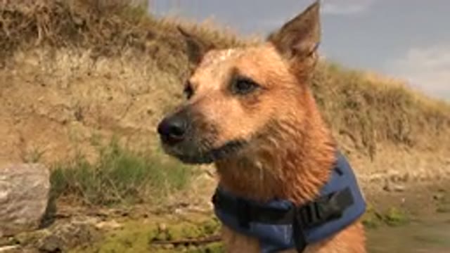 HIDDEN LAKE COLORADO-2015: Beautiful Dog Equipped for a Trail Alert
