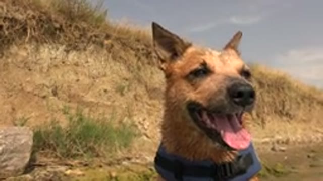 HIDDEN LAKE COLORADO-2015: Dog With Blue Collar Panting On A Riverside In Front