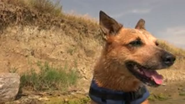 HIDDEN LAKE COLORADO-2015: Wet Puppy Wearing Life Vest Stands on River Bank