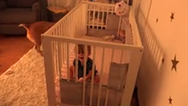 WESTMINSTER COLORADO-2015: Baby Sitting In Crib Reaching Out To Small Dog