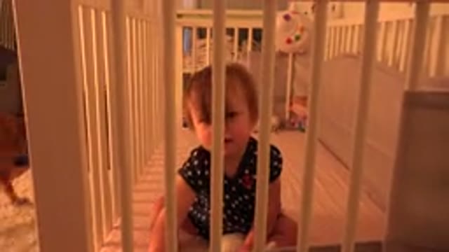 WESTMINSTER COLORADO-2015: A Cute Baby Sits in a Cradle with a Dog