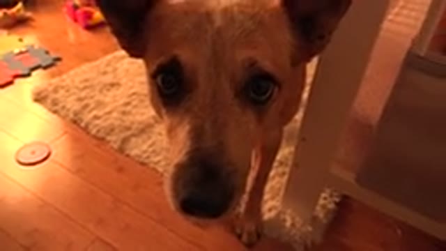 WESTMINSTER COLORADO-2015: Dog Outside A Crib Sniffing At A Baby Inside A Crib