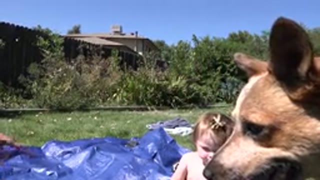 WESTMINSTER COLORADO-2015: A Small Baby Plays Outside With Mom As A Dog Runs