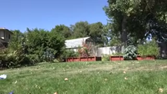 WESTMINSTER COLORADO-2015: An Excited Brown Dog Runs Across A Grassy Field And Fetches An Item