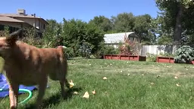 WESTMINSTER COLORADO-2015: A Playful Dog Chasing a Frisbee in the Yard