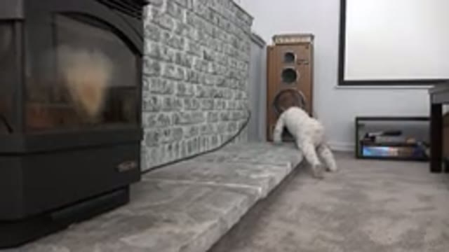 WESTMINSTER COLORADO-2015: Baby Crawls On Floor And Climbs On Windowsill