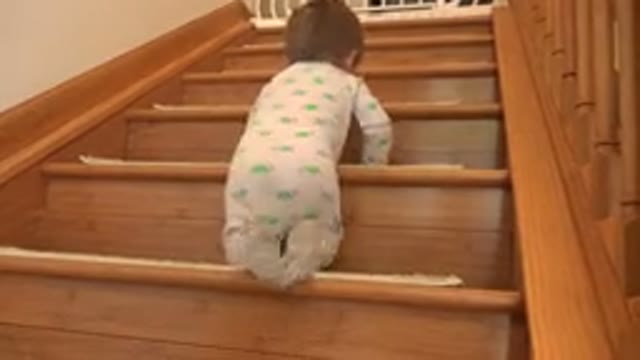 WESTMINSTER COLORADO-2015: Baby In Oneness Climbing Up Stairs On Hands And Knees