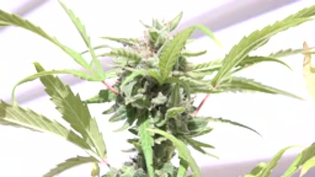 WESTMINSTER COLORADO-2015: A Plant In A Greenhouse
