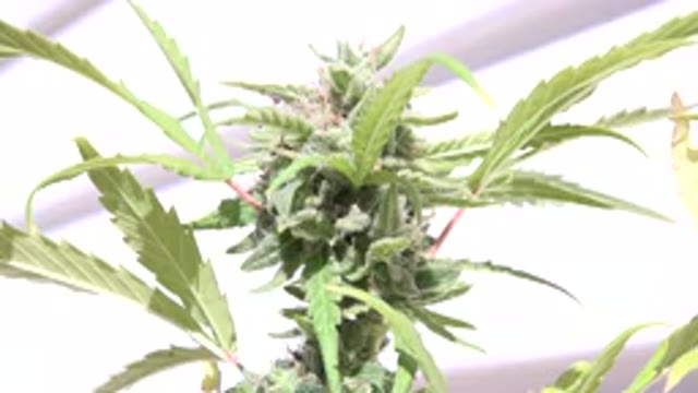 WESTMINSTER COLORADO-2015: Cannabis Plants Growing And Sitting Outside In The