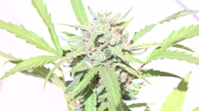 WESTMINSTER COLORADO-2015: This Must Be An Exotic Plant