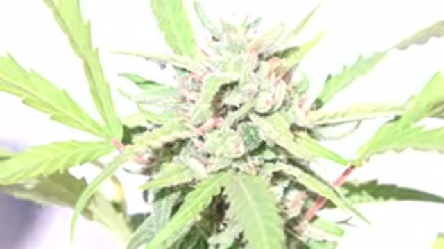 WESTMINSTER COLORADO-2015: Green Plant Growing In Direct Sunlight With Crystals On Surface