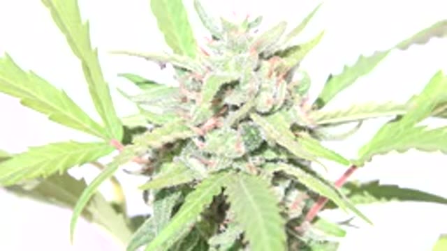 WESTMINSTER COLORADO-2015: Close-Up Of Green Long-Spined Leaves Or Flowers