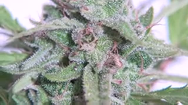 WESTMINSTER COLORADO-2015: Close Up Marijuana Bud Showing Much Detail