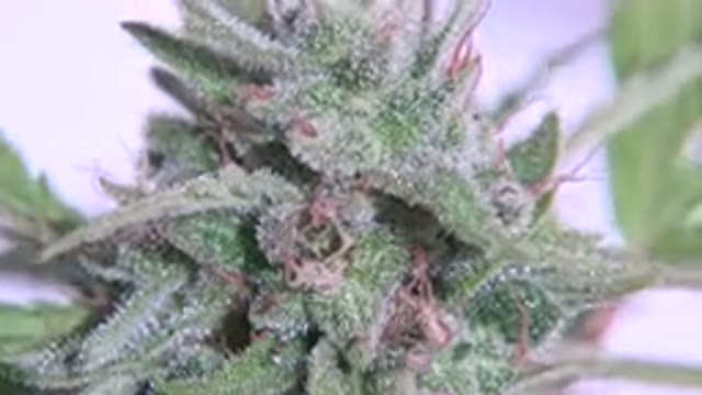 WESTMINSTER COLORADO-2015: Small Plant Being Filmed Very Closely While It Is