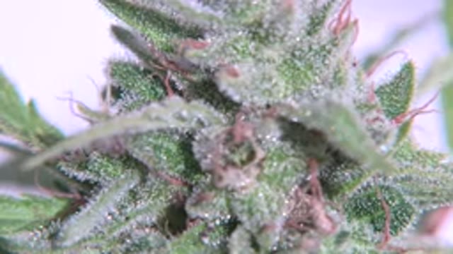 WESTMINSTER COLORADO-2015: A Zoomed Photo Of A Green Plant With Reddish Tones