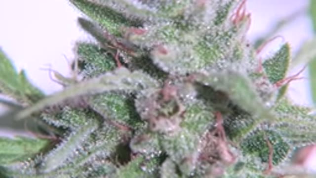 WESTMINSTER COLORADO-2015: A Beautiful Colored Rare Plant